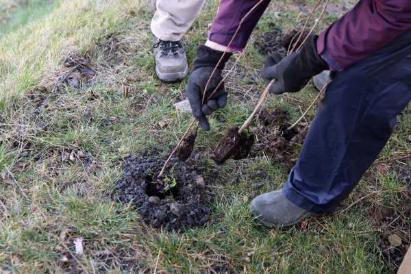 Image demonstrating Free trees up for grabs