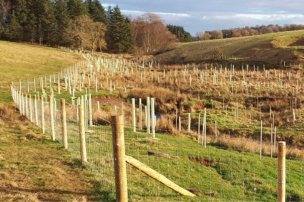 Image demonstrating New podcast aims to help farmers in Northumberland plant more trees