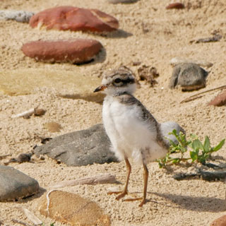 A ringed plover chick. People are being asked to help protect birdlife at beaches during the nesting season
