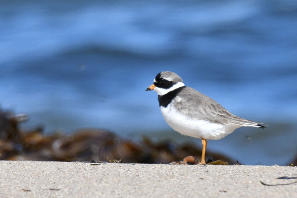 A ringed plover. People are being asked to help protect birdlife at beaches during the nesting season