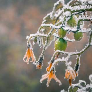 A plan with frost. The council is offering cold weather advice