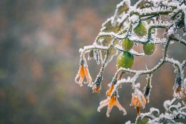 A plan with frost. The council is offering cold weather advice