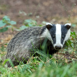 Image showing Badger-proof fencing set to be installed at Tweedmouth Cemetery