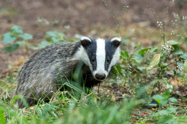 Image demonstrating Badger-proof fencing set to be installed at Tweedmouth Cemetery