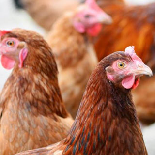 Chickens. Avian flu restrictions are changing.