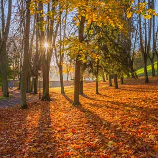 A woodland scene. A new pattern of electoral divisions is being developed for Northumberland County Council.