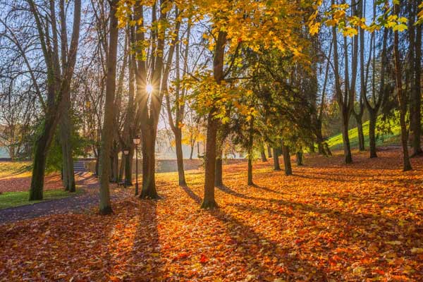 A woodland scene. A new pattern of electoral divisions is being developed for Northumberland County Council.