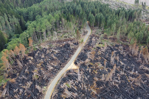 The aftermath of a fire in Redesdale showing burnt trees