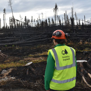 The aftermath of a fire in Redesdale showing burnt trees