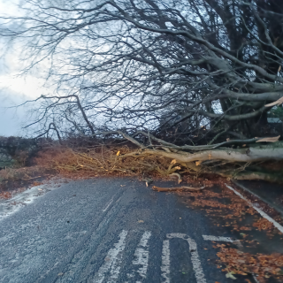 Image demonstrating Funding to restore storm-damaged woodlands in Northumberland 