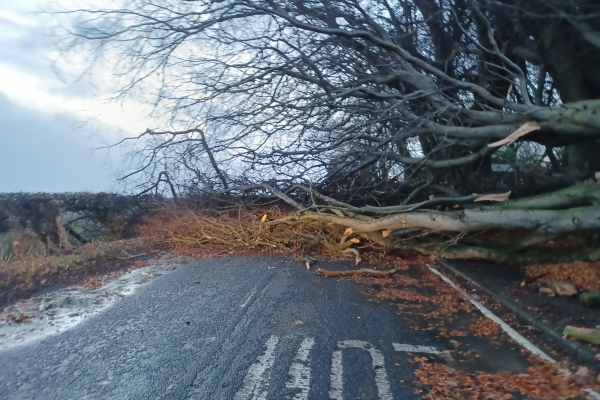 Image demonstrating Funding to restore storm-damaged woodlands in Northumberland 