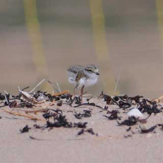 A ringed plover chick