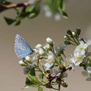 A butterfly on a plant