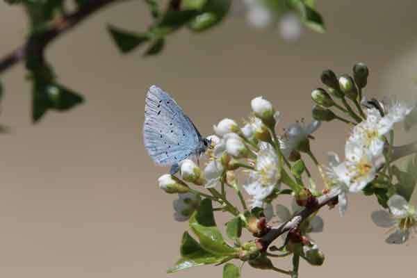 A butterfly on a plant