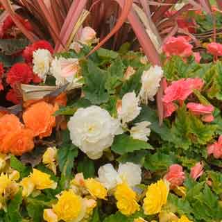 Close up of flowers in a Cramlington park