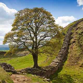 Sycamore Gap