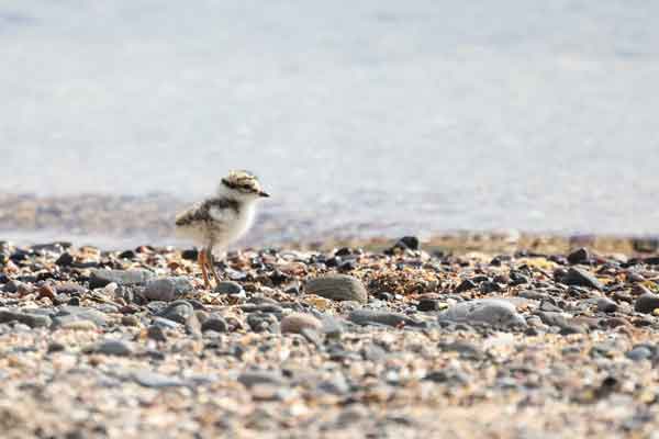 A ringed plover chick at Seahouses