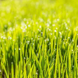 A picture of wet grass