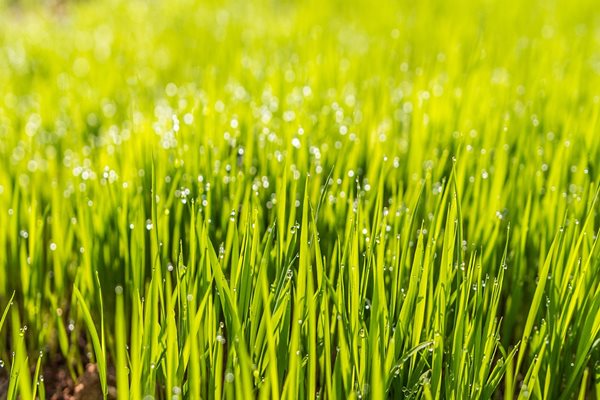 A picture of wet grass