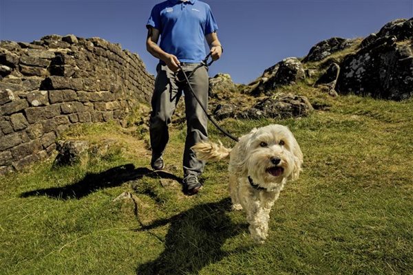 Dog walking at Hadrian's Wall