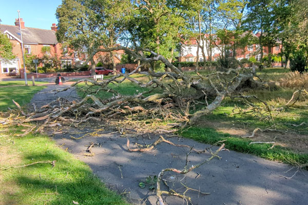 A felled tree in Ridley Park Blyth