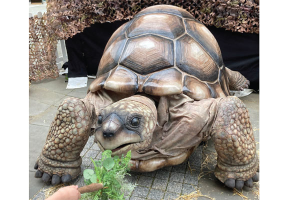 A model of a giant tortoise which is coming to Ashington on May 31st