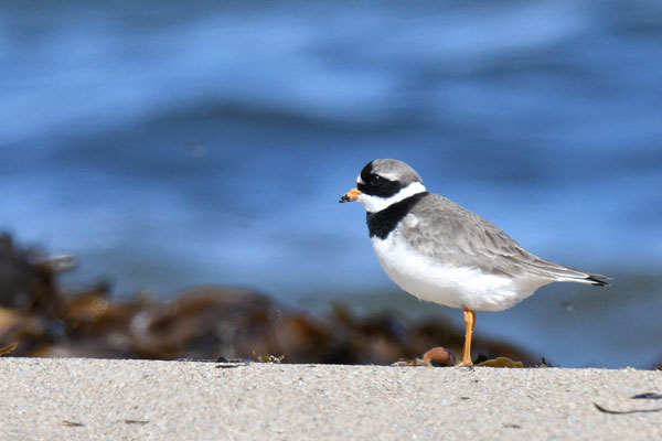 A ringed plover bird in Northumberland