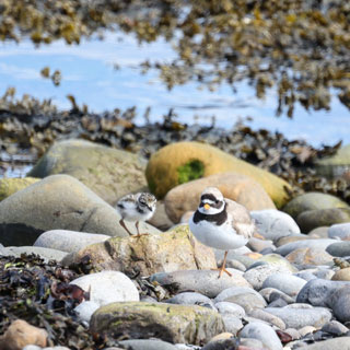 A ringed plover chick and adult in Northumberland