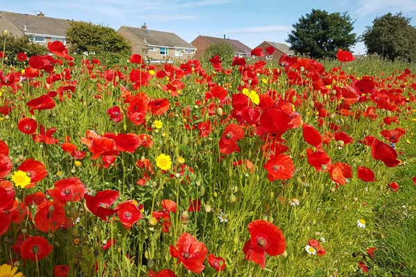 Image demonstrating Roadside wildflowers are blooming marvellous