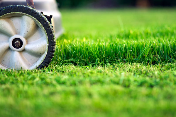 Grass being cut