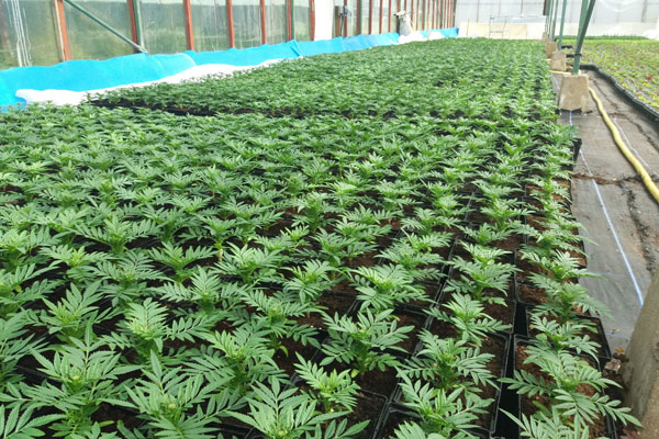 Plants in a greenhouse