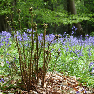 Image showing Local nature reserves