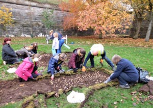 A group of people planting flower bulbs in a flower bed