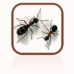 Description: Click here to find out more about ants