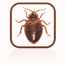 Description: Click here to find out more about bed bugs