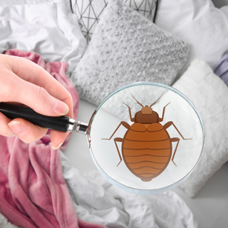 Image showing Identifying your pest