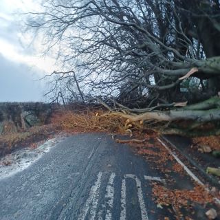 Tree fallen onto a road